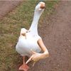 GooseTheDuck