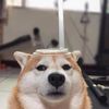 Shindie