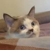 Hako