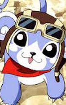Pet