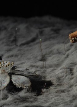 Konohana no Sakuya Mori