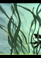 Xiao Kedou Zhao Mama