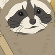 Raccoon